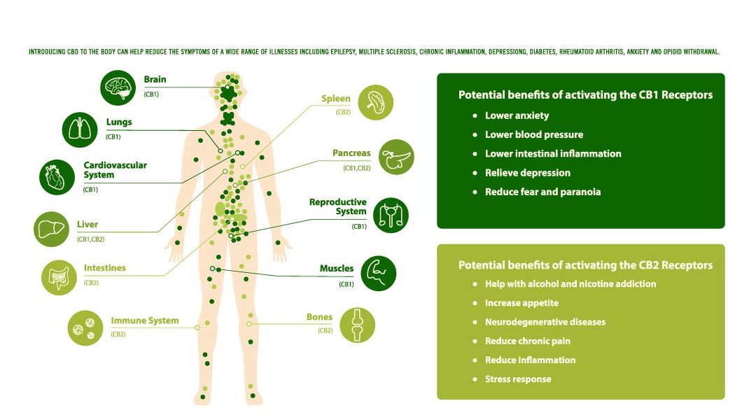 An Introduction to the Endocannabinoid System